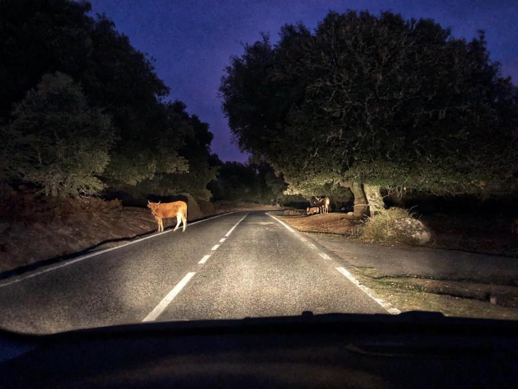 Orgosolo B&B Sardegna المظهر الخارجي الصورة